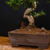 Лигуструм 35 дет
